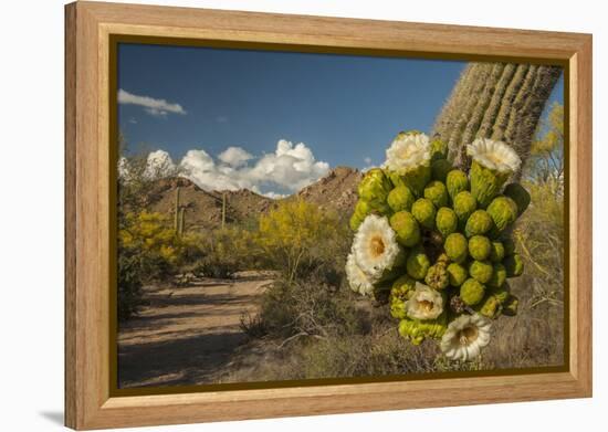 USA, Arizona, Saguaro NP. Close-up of Saguaro Cactus Blossoms-Cathy & Gordon Illg-Framed Premier Image Canvas