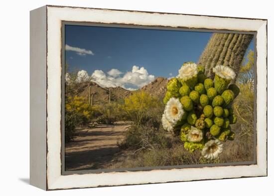 USA, Arizona, Saguaro NP. Close-up of Saguaro Cactus Blossoms-Cathy & Gordon Illg-Framed Premier Image Canvas