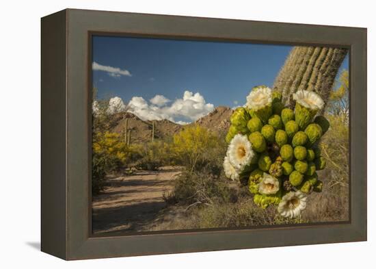 USA, Arizona, Saguaro NP. Close-up of Saguaro Cactus Blossoms-Cathy & Gordon Illg-Framed Premier Image Canvas