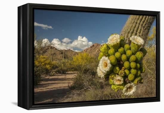 USA, Arizona, Saguaro NP. Close-up of Saguaro Cactus Blossoms-Cathy & Gordon Illg-Framed Premier Image Canvas