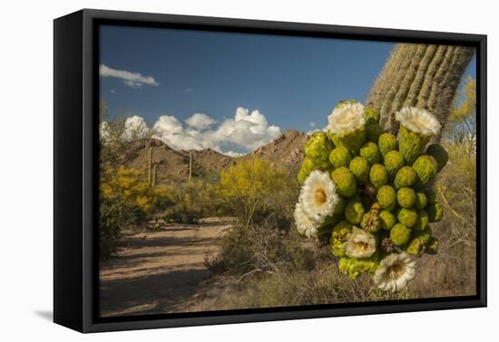 USA, Arizona, Saguaro NP. Close-up of Saguaro Cactus Blossoms-Cathy & Gordon Illg-Framed Premier Image Canvas