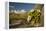 USA, Arizona, Saguaro NP. Close-up of Saguaro Cactus Blossoms-Cathy & Gordon Illg-Framed Premier Image Canvas