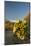 USA, Arizona, Saguaro NP. Close-up of Saguaro Cactus Blossoms-Cathy & Gordon Illg-Mounted Photographic Print