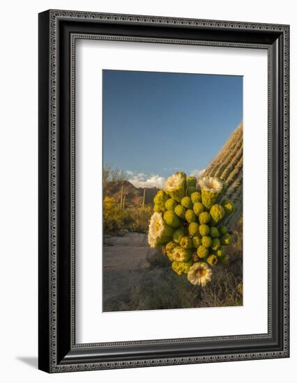 USA, Arizona, Saguaro NP. Close-up of Saguaro Cactus Blossoms-Cathy & Gordon Illg-Framed Photographic Print