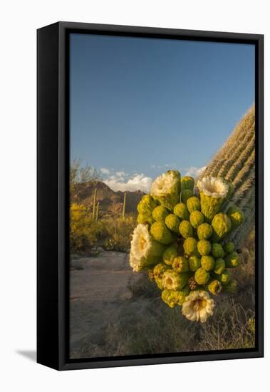 USA, Arizona, Saguaro NP. Close-up of Saguaro Cactus Blossoms-Cathy & Gordon Illg-Framed Premier Image Canvas