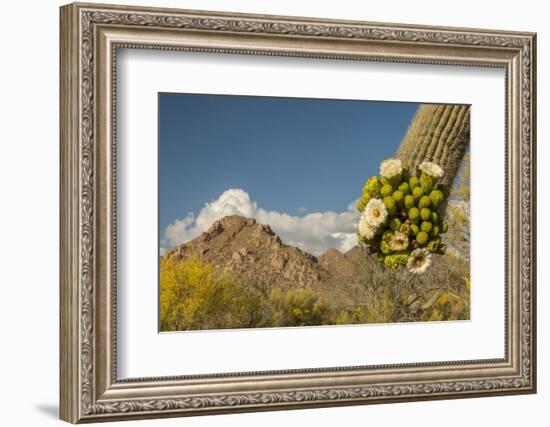 USA, Arizona, Saguaro NP. Close-up of Saguaro Cactus Blossoms-Cathy & Gordon Illg-Framed Photographic Print