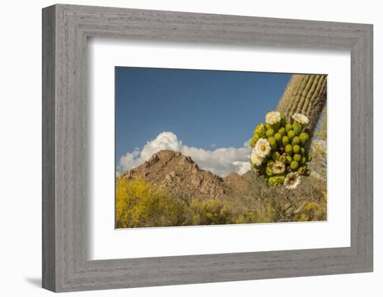 USA, Arizona, Saguaro NP. Close-up of Saguaro Cactus Blossoms-Cathy & Gordon Illg-Framed Photographic Print