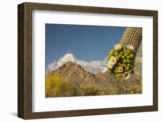 USA, Arizona, Saguaro NP. Close-up of Saguaro Cactus Blossoms-Cathy & Gordon Illg-Framed Photographic Print