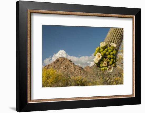 USA, Arizona, Saguaro NP. Close-up of Saguaro Cactus Blossoms-Cathy & Gordon Illg-Framed Photographic Print