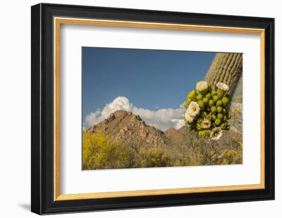 USA, Arizona, Saguaro NP. Close-up of Saguaro Cactus Blossoms-Cathy & Gordon Illg-Framed Photographic Print