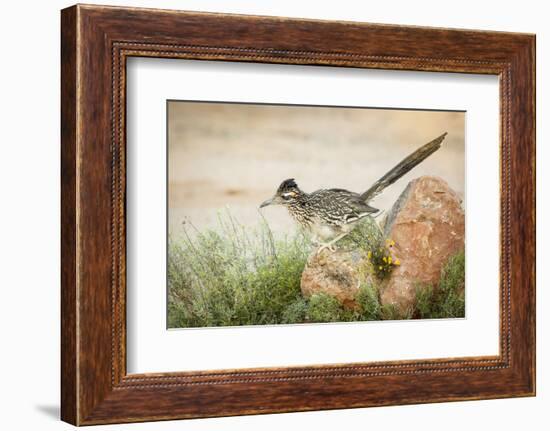 USA, Arizona, Santa Rita Mountains. a Greater Roadrunner on Rock-Wendy Kaveney-Framed Photographic Print