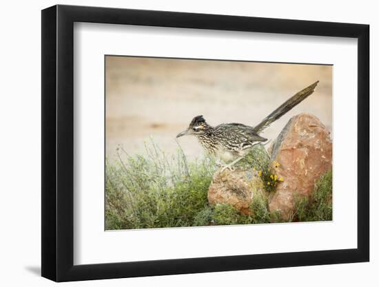 USA, Arizona, Santa Rita Mountains. a Greater Roadrunner on Rock-Wendy Kaveney-Framed Photographic Print