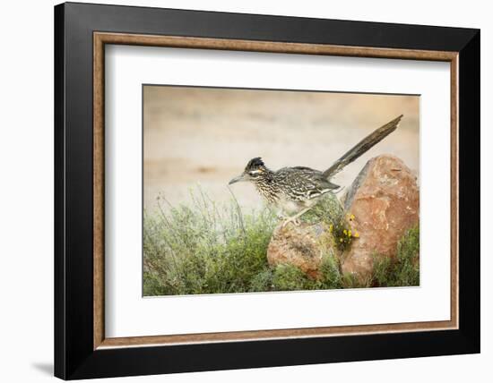 USA, Arizona, Santa Rita Mountains. a Greater Roadrunner on Rock-Wendy Kaveney-Framed Photographic Print