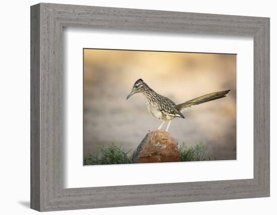 USA, Arizona, Santa Rita Mountains. a Greater Roadrunner on Rock-Wendy Kaveney-Framed Photographic Print