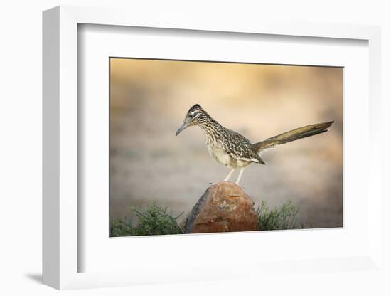 USA, Arizona, Santa Rita Mountains. a Greater Roadrunner on Rock-Wendy Kaveney-Framed Photographic Print