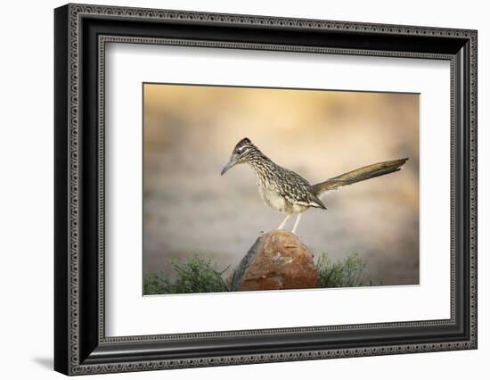 USA, Arizona, Santa Rita Mountains. a Greater Roadrunner on Rock-Wendy Kaveney-Framed Photographic Print