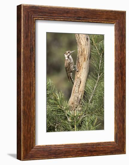 USA, Arizona, Santa Rita Mountains, Arizona, Woodpecker on Tree Trunk-Wendy Kaveney-Framed Photographic Print