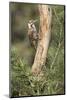 USA, Arizona, Santa Rita Mountains, Arizona, Woodpecker on Tree Trunk-Wendy Kaveney-Mounted Photographic Print