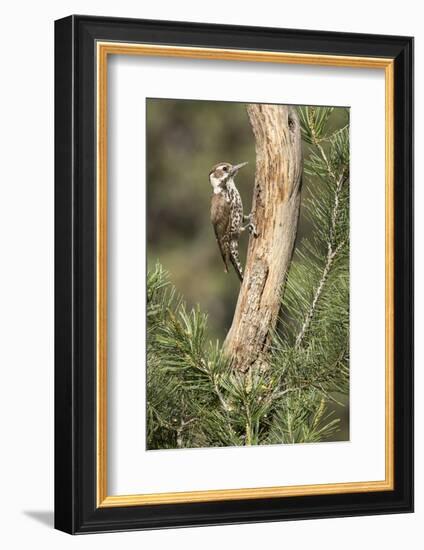 USA, Arizona, Santa Rita Mountains, Arizona, Woodpecker on Tree Trunk-Wendy Kaveney-Framed Photographic Print