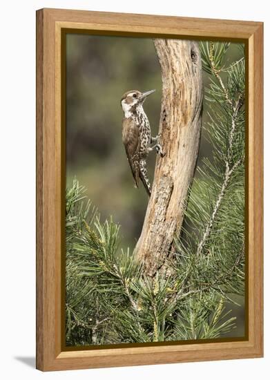 USA, Arizona, Santa Rita Mountains, Arizona, Woodpecker on Tree Trunk-Wendy Kaveney-Framed Premier Image Canvas