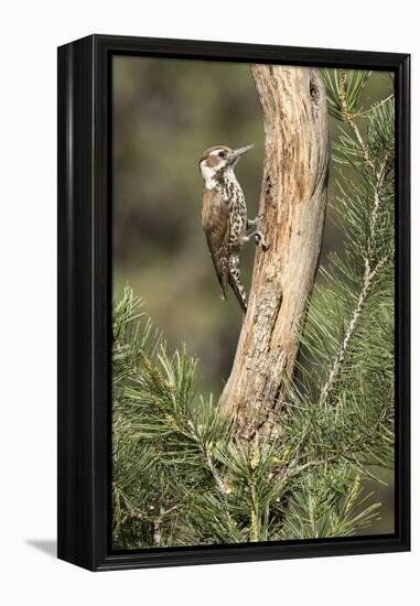 USA, Arizona, Santa Rita Mountains, Arizona, Woodpecker on Tree Trunk-Wendy Kaveney-Framed Premier Image Canvas