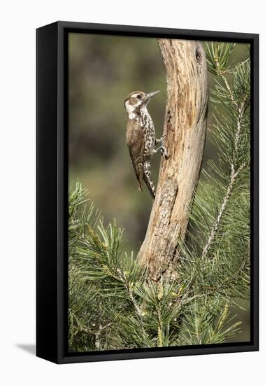 USA, Arizona, Santa Rita Mountains, Arizona, Woodpecker on Tree Trunk-Wendy Kaveney-Framed Premier Image Canvas