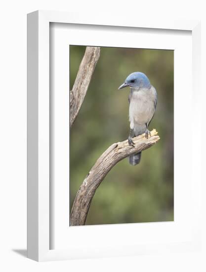 USA, Arizona, Santa Rita Mountains. Mexican Jay Perched on Tree Trunk-Wendy Kaveney-Framed Photographic Print