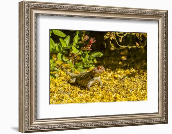 USA, Arizona, Sonoran Desert. Clark's Spiny Lizard Close-up-Cathy & Gordon Illg-Framed Photographic Print