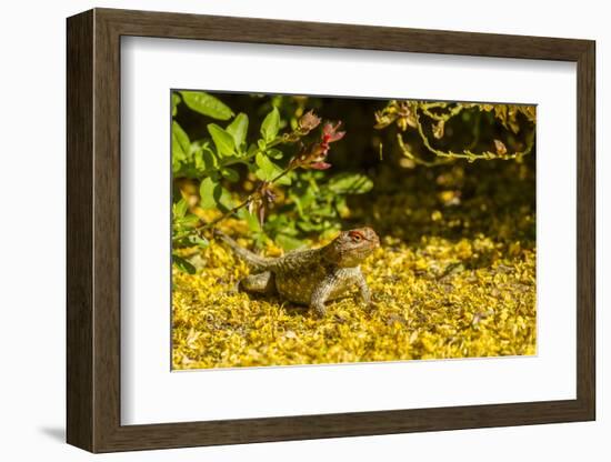 USA, Arizona, Sonoran Desert. Clark's Spiny Lizard Close-up-Cathy & Gordon Illg-Framed Photographic Print