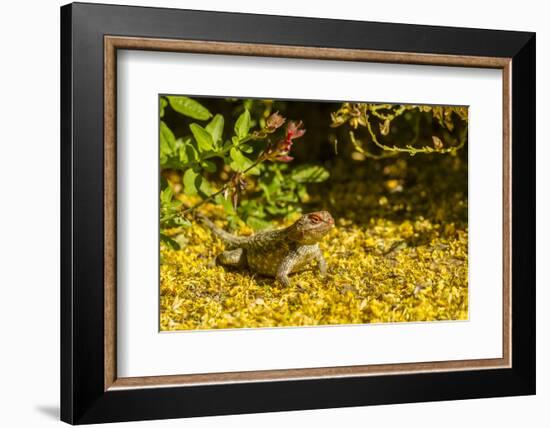 USA, Arizona, Sonoran Desert. Clark's Spiny Lizard Close-up-Cathy & Gordon Illg-Framed Photographic Print