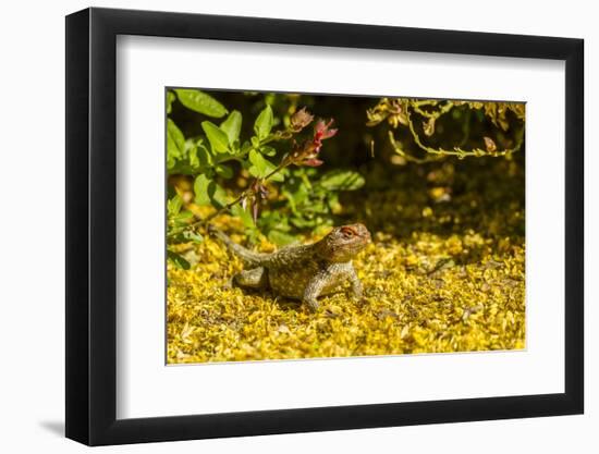 USA, Arizona, Sonoran Desert. Clark's Spiny Lizard Close-up-Cathy & Gordon Illg-Framed Photographic Print