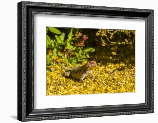 USA, Arizona, Sonoran Desert. Clark's Spiny Lizard Close-up-Cathy & Gordon Illg-Framed Photographic Print