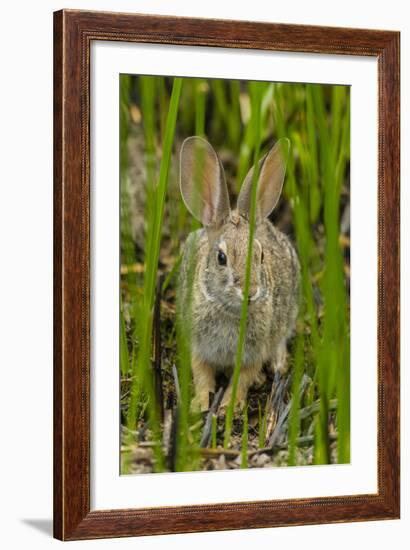 USA, Arizona, Sonoran Desert. Desert Cottontail Rabbit in Grass-Cathy & Gordon Illg-Framed Photographic Print