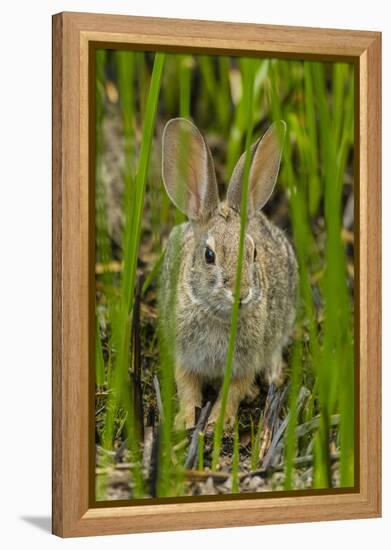 USA, Arizona, Sonoran Desert. Desert Cottontail Rabbit in Grass-Cathy & Gordon Illg-Framed Premier Image Canvas