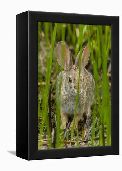 USA, Arizona, Sonoran Desert. Desert Cottontail Rabbit in Grass-Cathy & Gordon Illg-Framed Premier Image Canvas