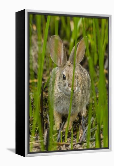 USA, Arizona, Sonoran Desert. Desert Cottontail Rabbit in Grass-Cathy & Gordon Illg-Framed Premier Image Canvas