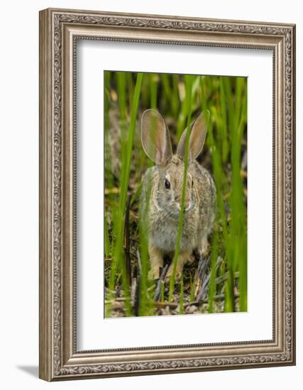 USA, Arizona, Sonoran Desert. Desert Cottontail Rabbit in Grass-Cathy & Gordon Illg-Framed Photographic Print