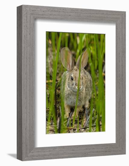 USA, Arizona, Sonoran Desert. Desert Cottontail Rabbit in Grass-Cathy & Gordon Illg-Framed Photographic Print