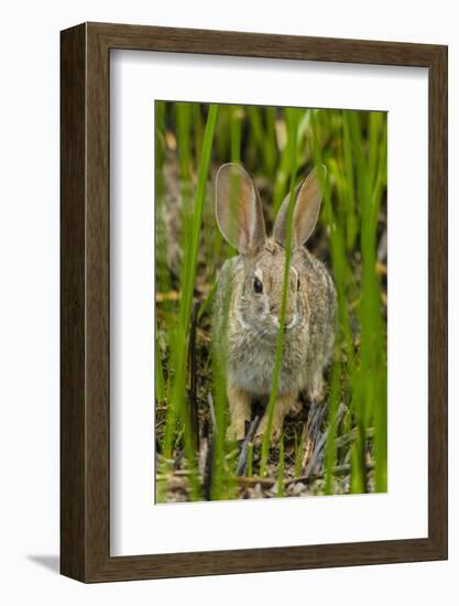 USA, Arizona, Sonoran Desert. Desert Cottontail Rabbit in Grass-Cathy & Gordon Illg-Framed Photographic Print