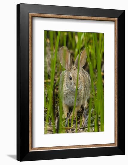 USA, Arizona, Sonoran Desert. Desert Cottontail Rabbit in Grass-Cathy & Gordon Illg-Framed Photographic Print