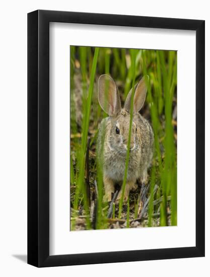 USA, Arizona, Sonoran Desert. Desert Cottontail Rabbit in Grass-Cathy & Gordon Illg-Framed Photographic Print