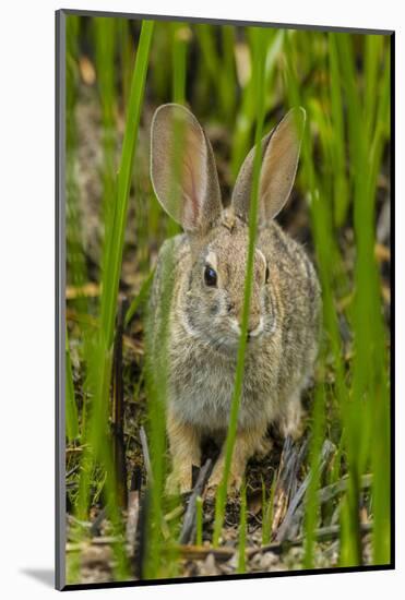 USA, Arizona, Sonoran Desert. Desert Cottontail Rabbit in Grass-Cathy & Gordon Illg-Mounted Photographic Print