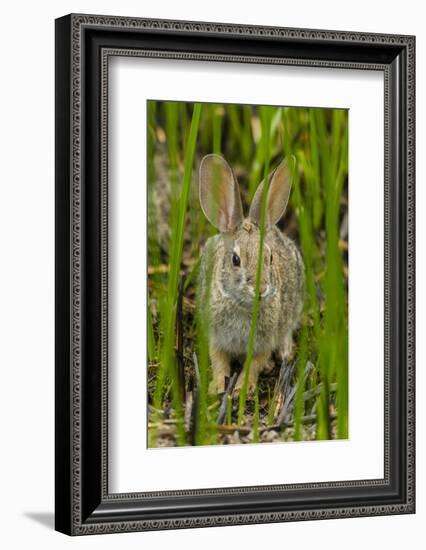 USA, Arizona, Sonoran Desert. Desert Cottontail Rabbit in Grass-Cathy & Gordon Illg-Framed Photographic Print
