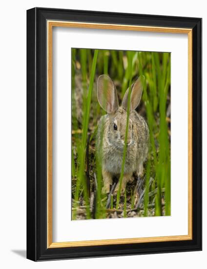 USA, Arizona, Sonoran Desert. Desert Cottontail Rabbit in Grass-Cathy & Gordon Illg-Framed Photographic Print