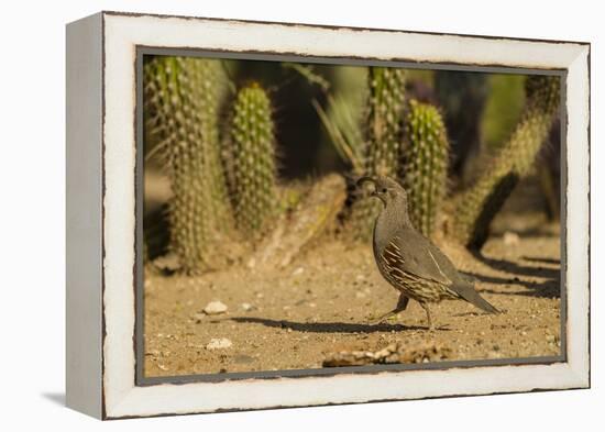 USA, Arizona, Sonoran Desert. Gambel's Quail and Cactus-Cathy & Gordon Illg-Framed Premier Image Canvas