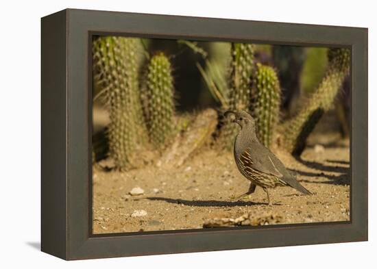 USA, Arizona, Sonoran Desert. Gambel's Quail and Cactus-Cathy & Gordon Illg-Framed Premier Image Canvas