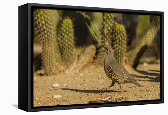 USA, Arizona, Sonoran Desert. Gambel's Quail and Cactus-Cathy & Gordon Illg-Framed Premier Image Canvas