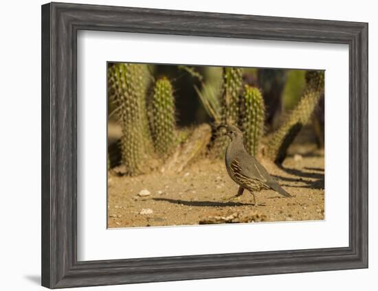 USA, Arizona, Sonoran Desert. Gambel's Quail and Cactus-Cathy & Gordon Illg-Framed Photographic Print