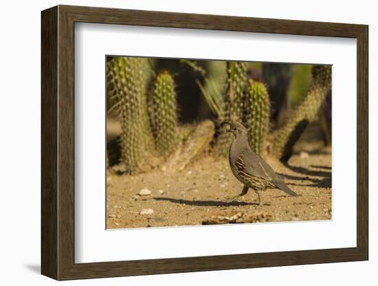 USA, Arizona, Sonoran Desert. Gambel's Quail and Cactus-Cathy & Gordon Illg-Framed Photographic Print