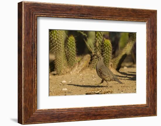 USA, Arizona, Sonoran Desert. Gambel's Quail and Cactus-Cathy & Gordon Illg-Framed Photographic Print